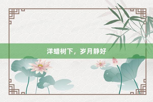 洋蜡树下,岁月静好