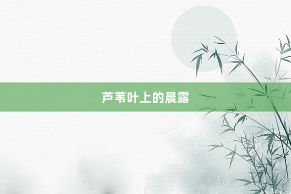 芦苇叶上的晨露