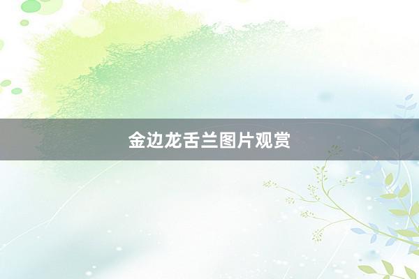 金边龙舌兰图片观赏